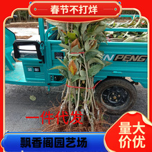 ��������޽��籱���w������ԷNֲ�Ϸ��ش���������ؽY������