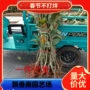 北方南方特大种植果苗