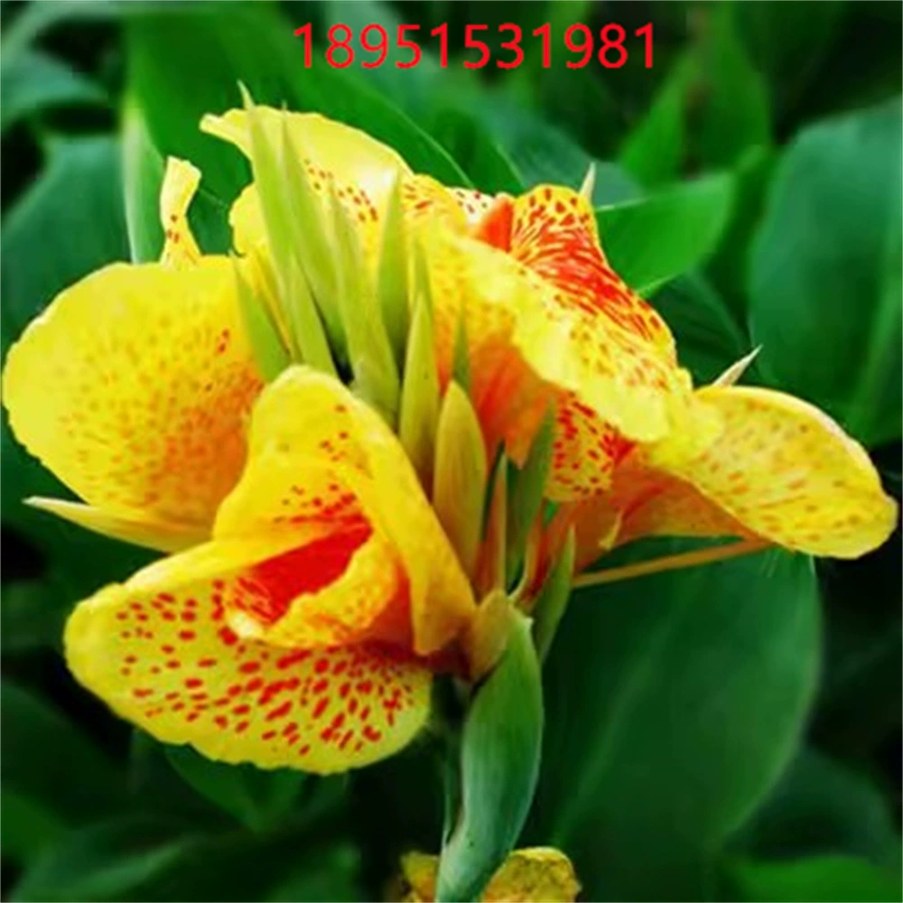 Большой Цветок Канна Рассада Канна Семена Канна Мяч Корень Закат Пламя Канна Корень с Бутон Водные Канна Корни