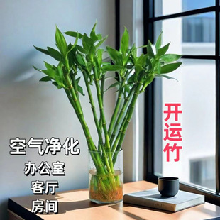 开运竹水培转运竹招财绿植办公室盆栽带根易养竹子水养富贵竹-阿里巴巴