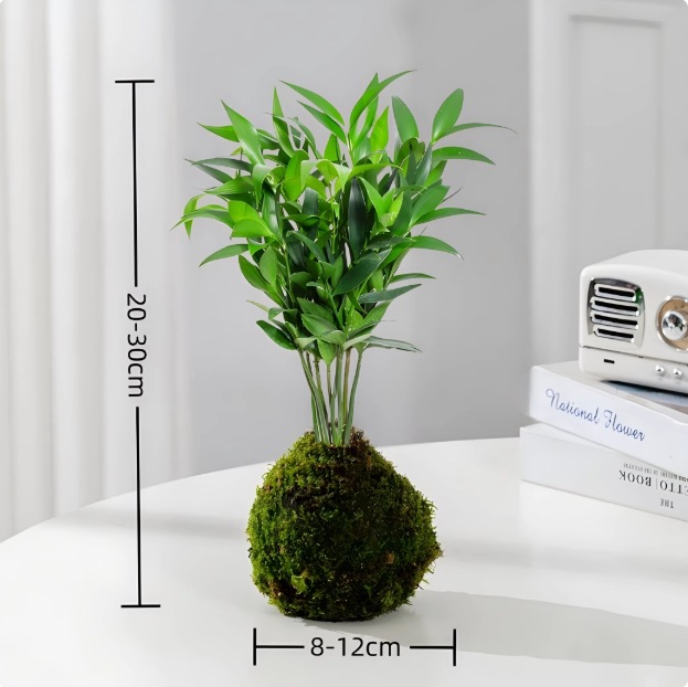 Musgo bola de junio nieve bonsai planta hidropónica acantilado modelado mini micro paisaje plantación verde de mesa interior pequeña maceta image 12