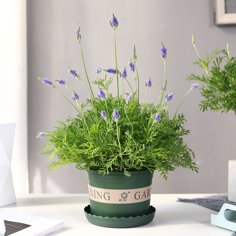 Lavender Flower Potted Plants Indoor and Outdoor Living Room Balcony Green Plants Easy to Grow and Live in All Seasons Flower Seedlings with Buds