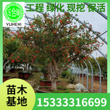 ��ʯ�����Ի������lͥԺ�^�p������ľ���U�ΗU���͘�ĵ����ʯ��