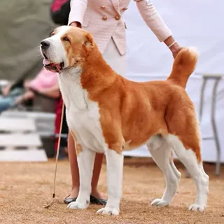 批发定制巨型中亚牧羊犬护卫犬纯种狩猎犬搜救犬防爆犬伴侣犬幼崽