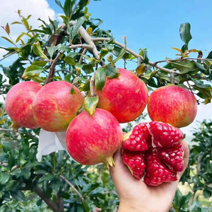 ͻ��˹ܛ��ʯ������ͥԺ���Ե����ϱ����Nֲ��������ļ���ʯ��