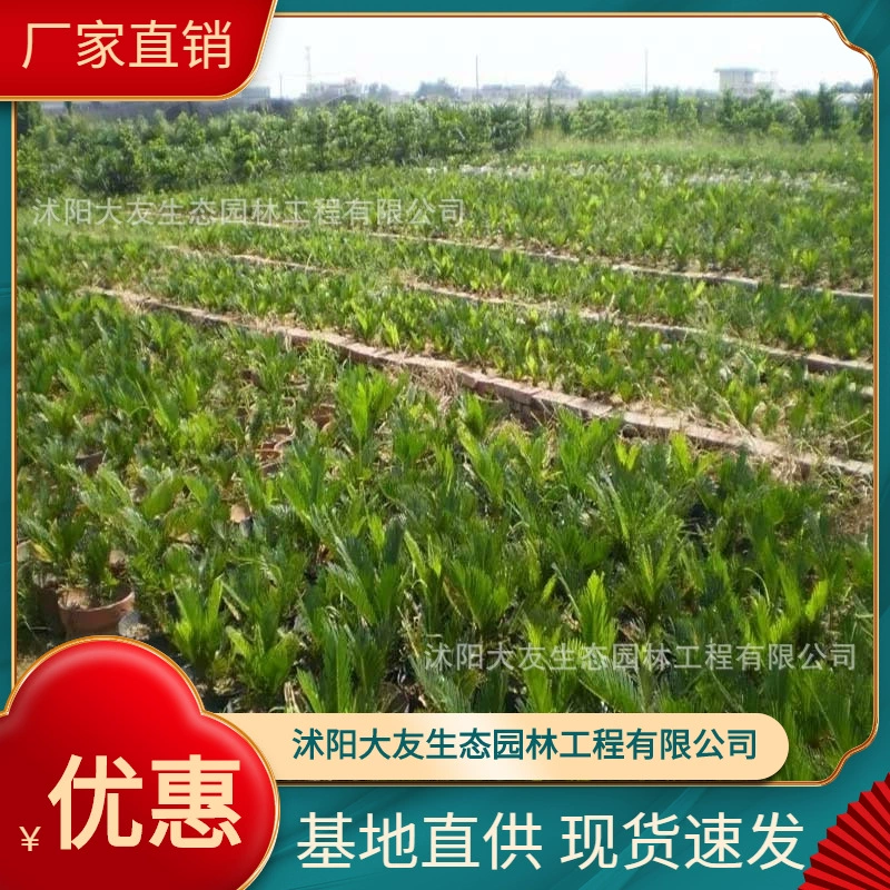 База оптом саженцы саженца собственного производства озеленение живописных мест дорога садовая инженерия озеленение саженцев