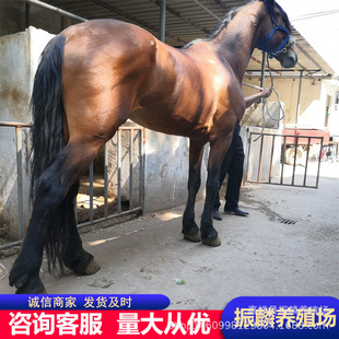 �T���R���R���R�^�p�Rِ�R��Ѫ�R��Ѫ�R�R�x���w����300ƥ