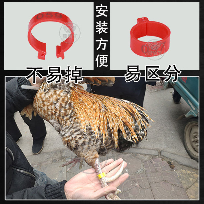 鑫佰加 Chicken foot ring with snapping plastic chicken foot ring lettering chicken duck geese poultry foot ring pigeon foot ring 3