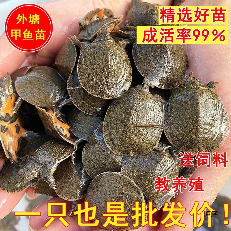 大甲鱼苗活苗批发中华鳖苗鱼塘养殖淡水鱼苗鲜活小甲鱼水鱼团鱼苗