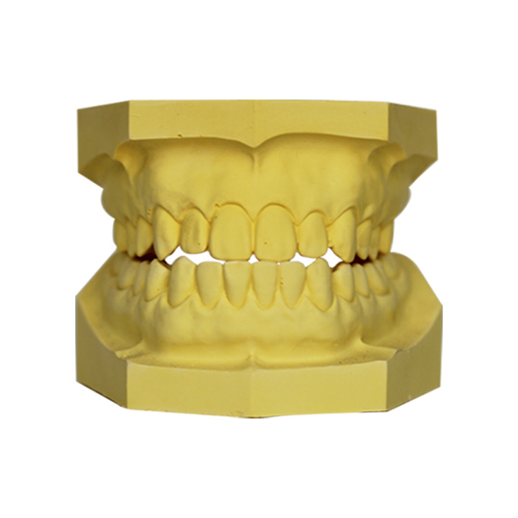 Oral Dental Yeso Modelo dental Dental Enseñanza oral Boca completa Modelo dental Práctica Grabado Modelo dental