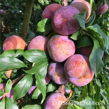 �Ｇ�㽶���Ә���޽��S���Ӫ��ؿڸ��غ�Ʒ�N���Ե����ϱ����Nֲ