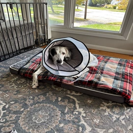 伊丽莎白圈;嘴套;猫猫窝/笼/垫