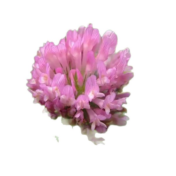 Clover seeds