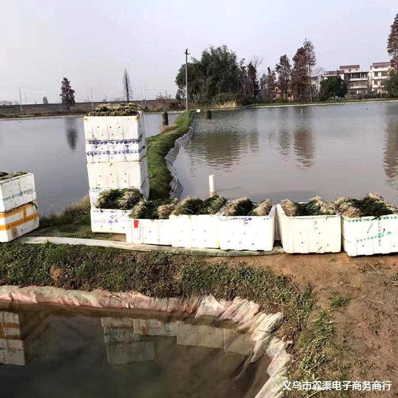 基地种植批发沉水植物  矮生苦草黑臭河道治理水体绿化植物