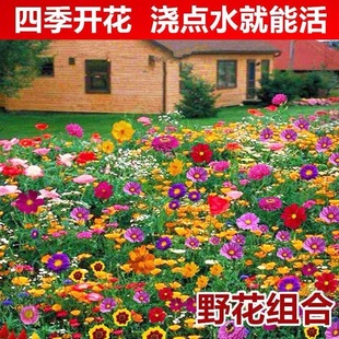 Four Seasons Planting and Blooming Outdoor Courtyard Gesang Flower Seeds Sunflower Seeds Easy to Live Flower Seeds