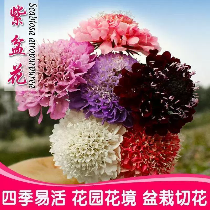 Семена цветов в сине-фиолетовых горшках, хризантема с колесным пиком, семена цветов сунде из соснового кордицепса, режущиеся цветы, уличные горшечные растения, весеннее и осеннее посевы