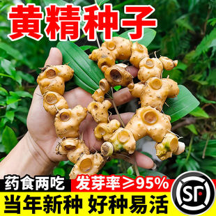 四季种植黄精种子_2026年6月夏季播种指南