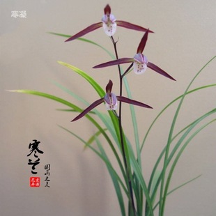 Orchid Seedlings, Fine-Leafed Cold Orchid with Buds, Jianlan, Four-Season Orchid, Spring Orchid, Cymbidium Orchid, Balcony Green Plant, Potted Orchid