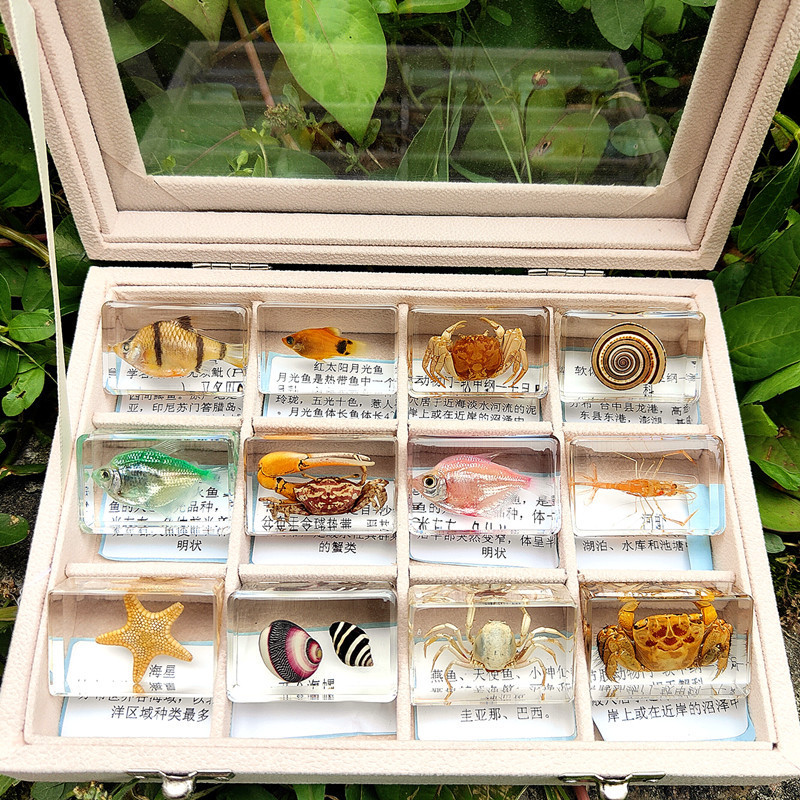 오션 12 모델 + 박스(핫 모델)