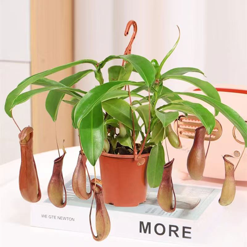 Pitcher Plant Potted Fly Trap Carnivorous Plant Mosquito Repellent Oversized Pitcher Plant All-Season Green Plant Interesting Potted Plant