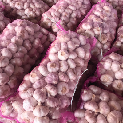 欧科亚供应20kg网袋金乡大蒜纯白大蒜出口迪拜斯里兰卡|ms