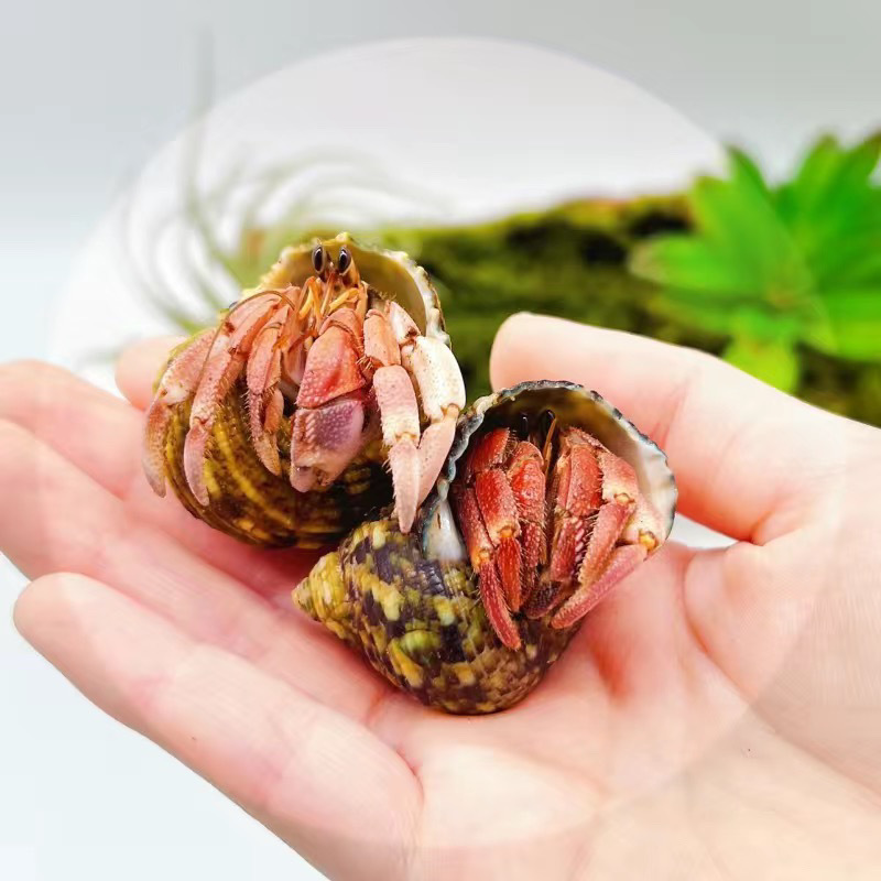 陸生ヤドカリ 初心者向けペット 生物 淡水 デスクトップ パープル ランド グレー ホワイト ダークパープル 観賞用カニ 怠惰なペット|undefined