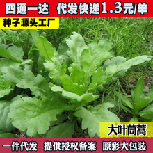 ���~����N�ӻʵ۲��̨�ļ��ͺ��r�����߲˷N�Ӵ����ﶬ����