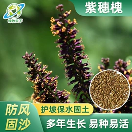 种子;草坪;草种子