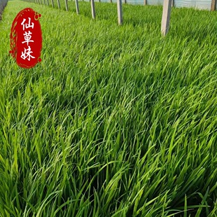 �Sβ�����������ؾG��ͦˮֲ�﹫�@�ӵ��Sβ���� �S���Sβ��