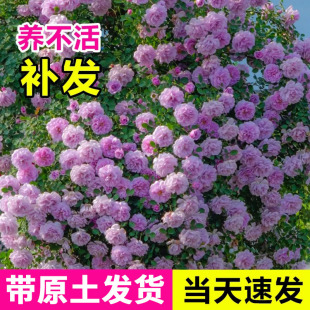 Blue Rainy Climbing Rose All Year Round Balcony Courtyard Juliet Hanging Flower Plant Potted Fantasy Purple Flower Seedlings