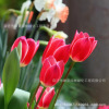 Tulip species ball Hydroponic flowers and plants flowing four seasons flowering seeds potted seedlings are good for living water, soil, soil and educated