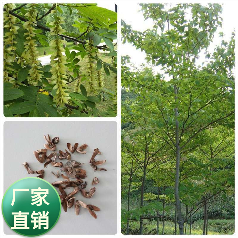 林木种子枫杨种子杨树种子水麻柳种子燕柳树种子白杨树种子蜈蚣柳