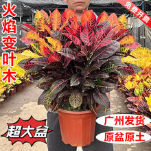 �߲�׃�~ľ׃ɫľ�����҃�ֲ��͏d���B���ܾGֲ����ͥԺ�滨���l