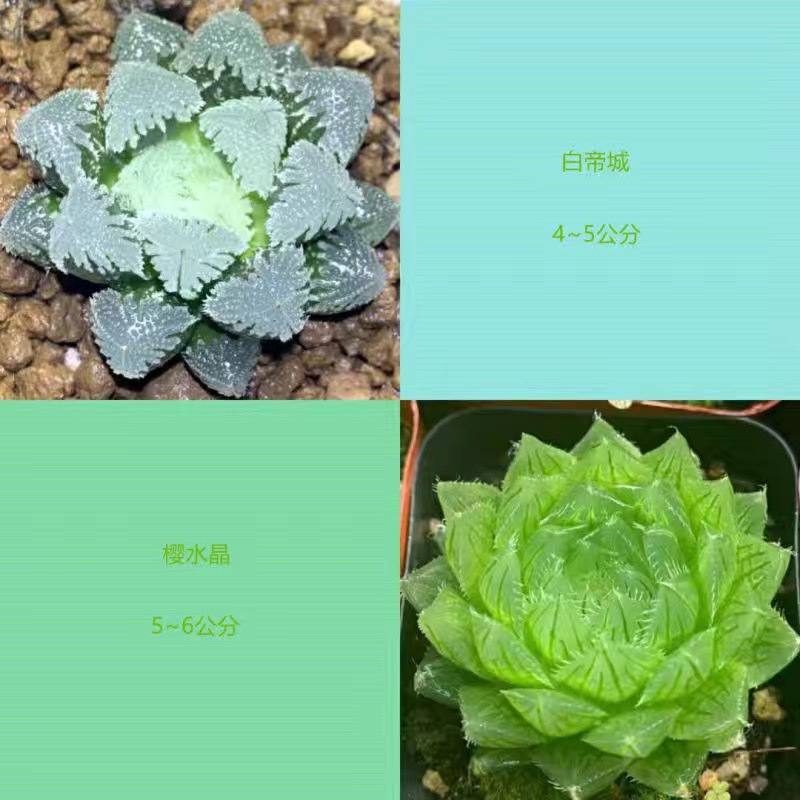 바이디시티 + 체리 크리스탈 (무료 컬러 스톤)