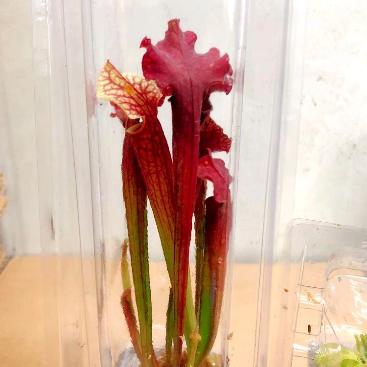Judith bouteille herbe feuille longueur 10-15cm