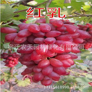 ������ӡ�������������������1̖һ̖���_ɯ�������ָ���ј���