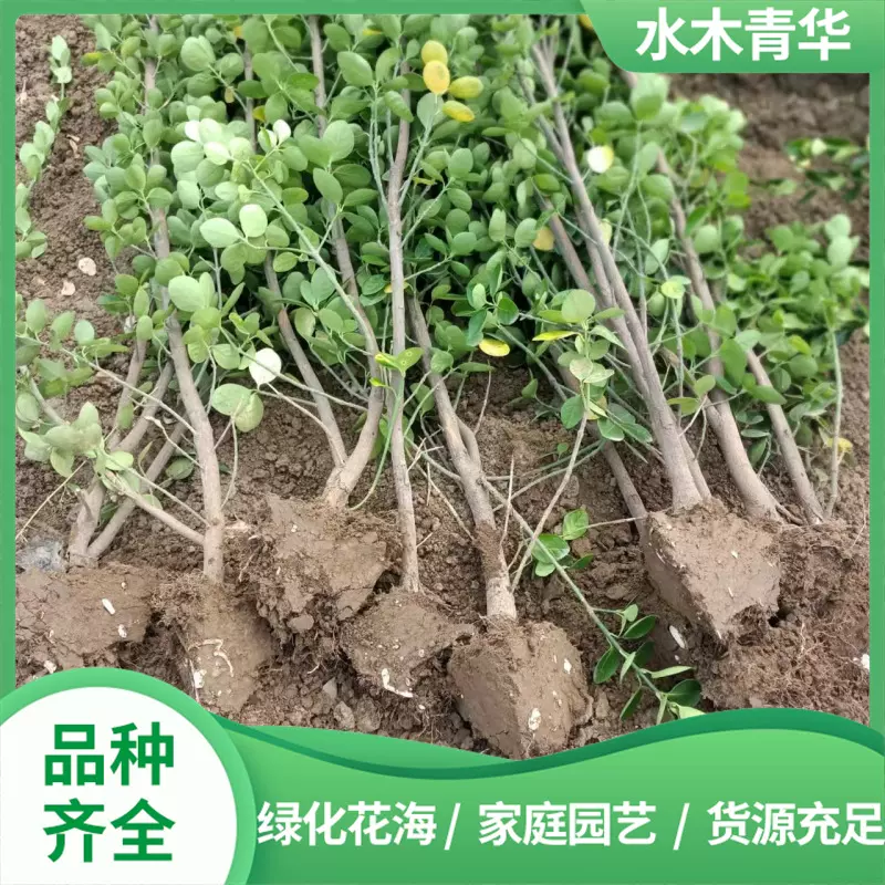 庭院绿化冬青苗树苗篱笆苗四季常青耐寒大叶黄杨 北海道黄杨