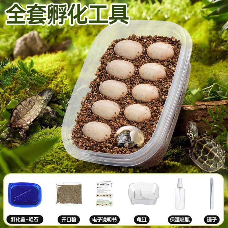 [거북알 10개 + 거북이 사육탱크] 무료 부화장비 교육
