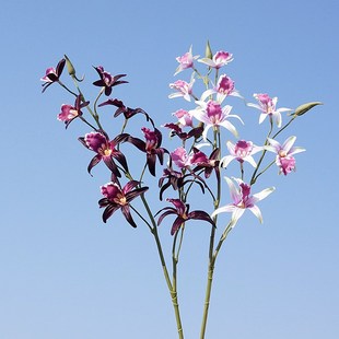 ���滨ʯ���m��֦2����O���m���ٻ��ҾӔ[��ܛ�b�zӰ�b�����