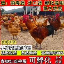 土鸡种蛋受精蛋可孵化红瑶受精鸡蛋土鸡蛋10枚起批发