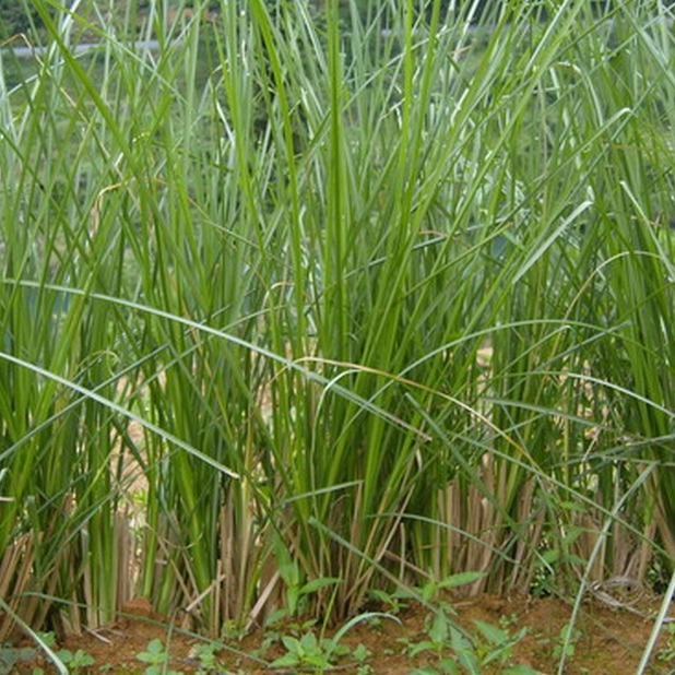 �����  �������   �������� �����������㾫