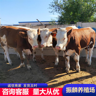 ���T������ţ �����Bֳ���������Sţţ�� Сĸţ��ţ�Bֳ��