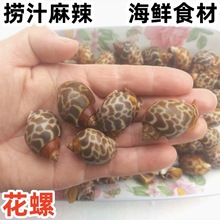 鲜活冷冻花螺新鲜东风螺香螺海螺海猪螺贝类捞汁酒店商用批发海鲜