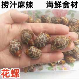 鲜活冷冻花螺新鲜东风螺香螺海螺海猪螺贝类捞汁酒店商用批发海鲜