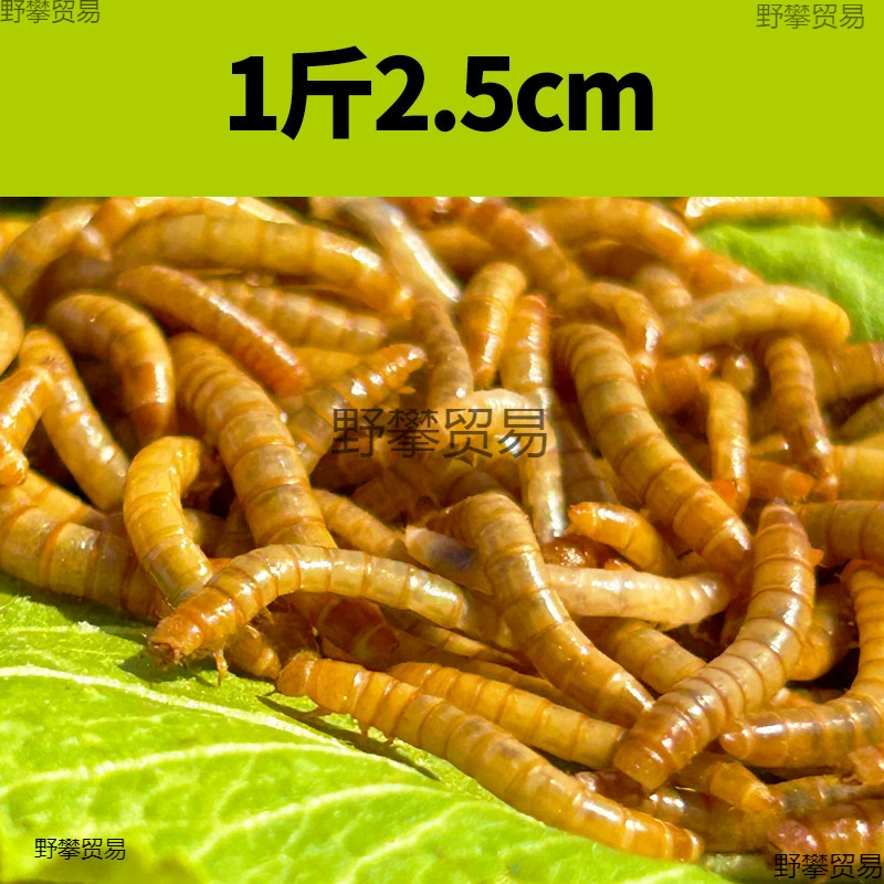 Живые мучные черви, свежие желтые мучные черви, попугаи, арованы, черепахи, корм для птиц, хомяки, геконы, корм для домашних животных, бесплатная доставка