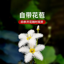��Ƽˮ��ֲ���~���쾰ˮ��һ�~ɏ�A��Ƽ˯ɏˮܽ��ˮ���Jˮ��ֲ��