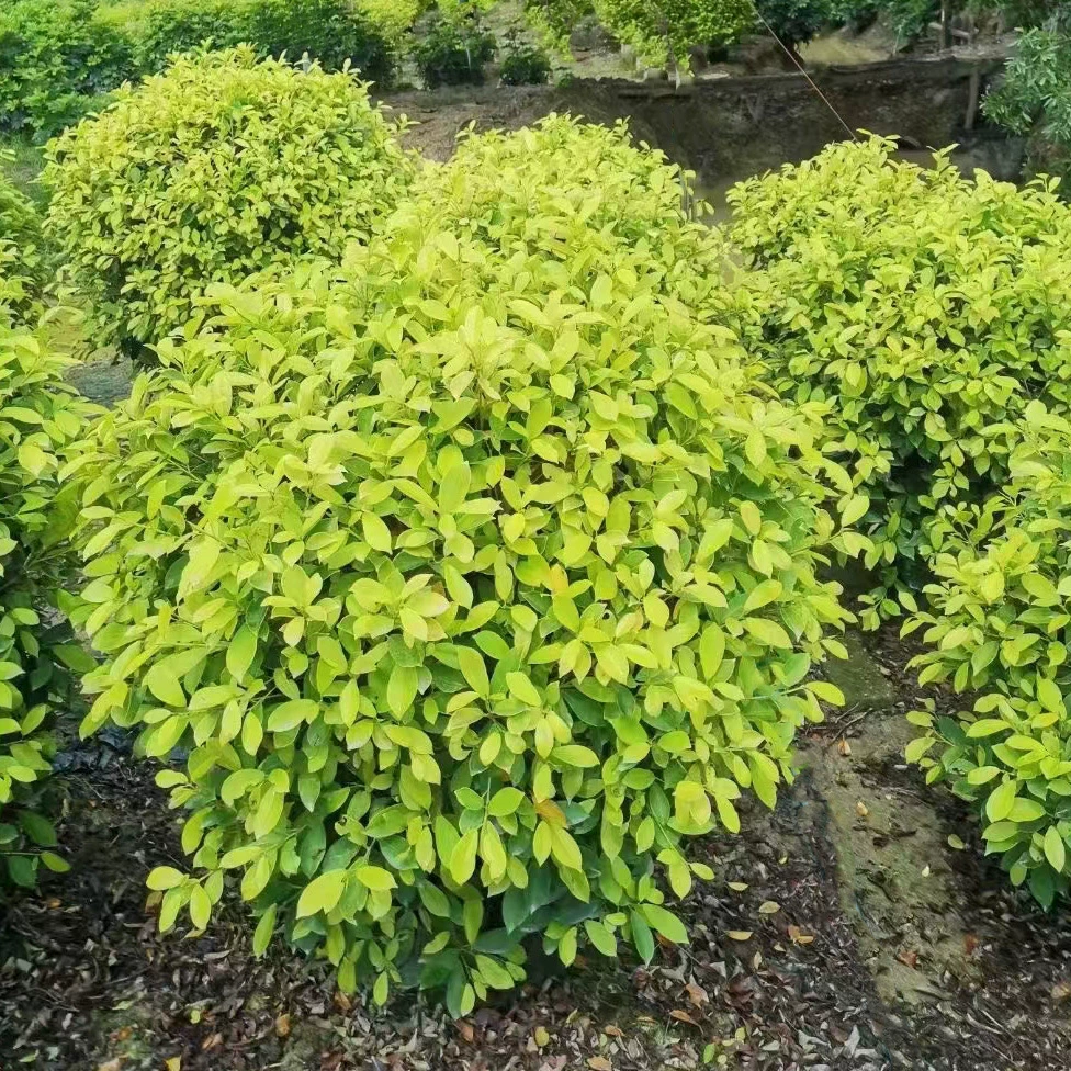 Золотой баньян шар вечнозеленый кустарник маленькое дерево Four Seasons лист парк Ландшафтный завод сферическое живой изгородь