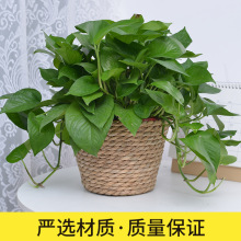 北欧风格客厅手工藤草编大号花篮子批发绿萝多肉小花盆套室内装饰