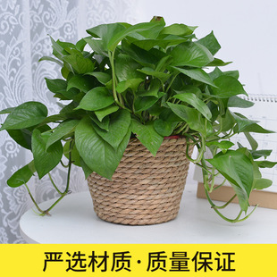 Nordic style living room handmade rattan straw woven large flower basket wholesale green radish succulent small flower pot cover indoor decoration