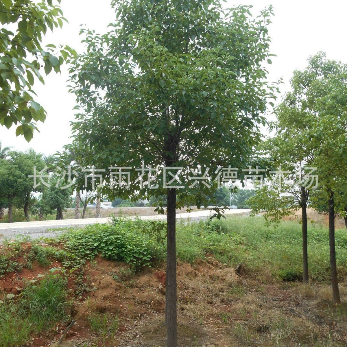 Оптовая продажа 10-12cm камфорных деревьев, многоголовых камфорных деревьев, вырезанных и восстановленных саженцев камфоры, картинок с камфорой